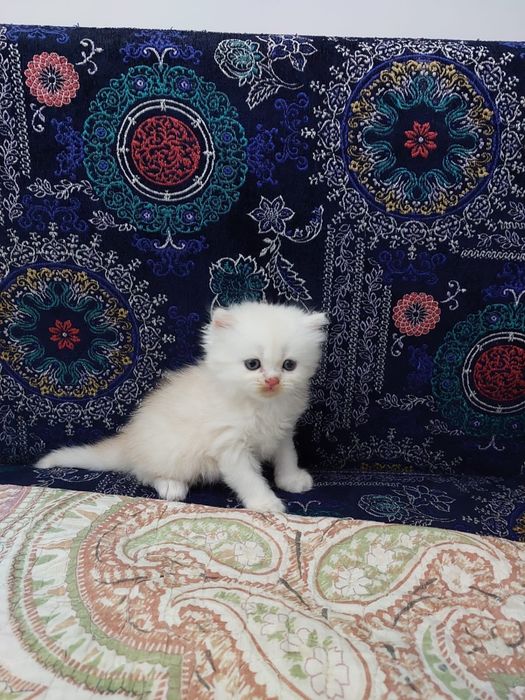 Продам мальчика британца