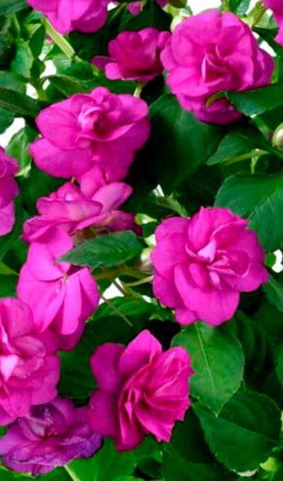 Цветы для офиса и дома.