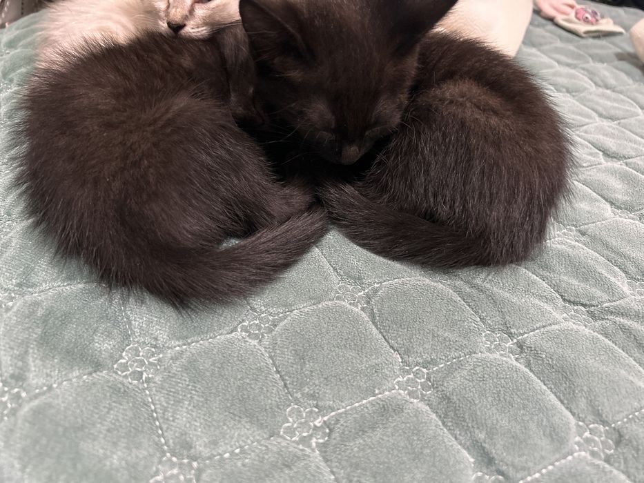 Котенок отдам в добрые руки
