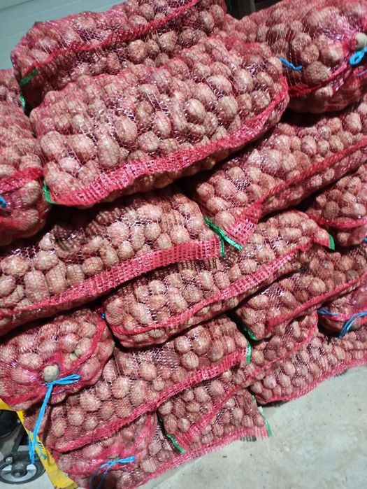 Cartofi samanta bellarosa