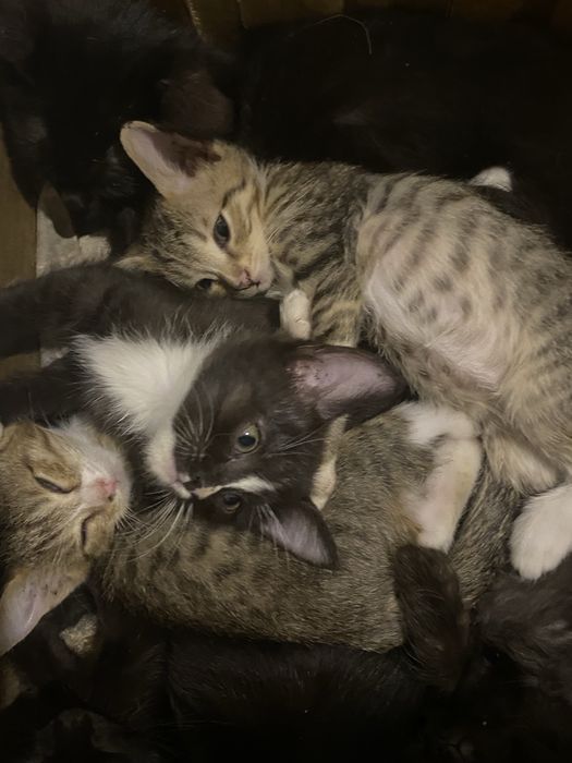 Отдам котяток в хорошие ручки.