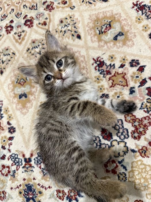 Котята домашние