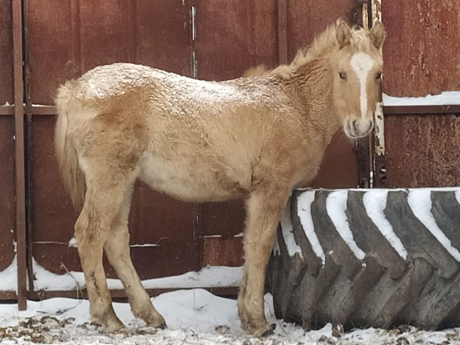 Жабагы сатылады еркек