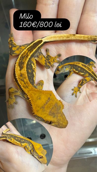 Crested gecko/ soparla/gecko cu creasta/reptila