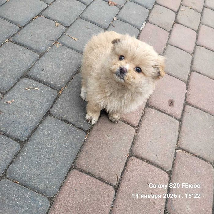 Щенок помесь шпица со спаниель