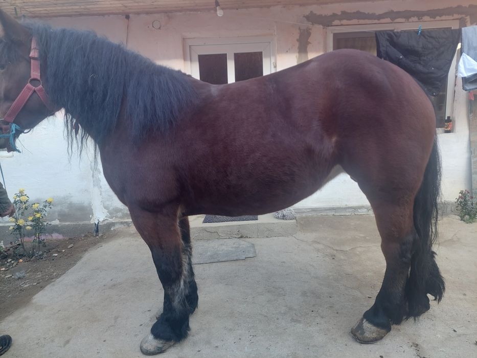 Manza semi grea de vânzare 4 ani  prețul e în euro negociabil