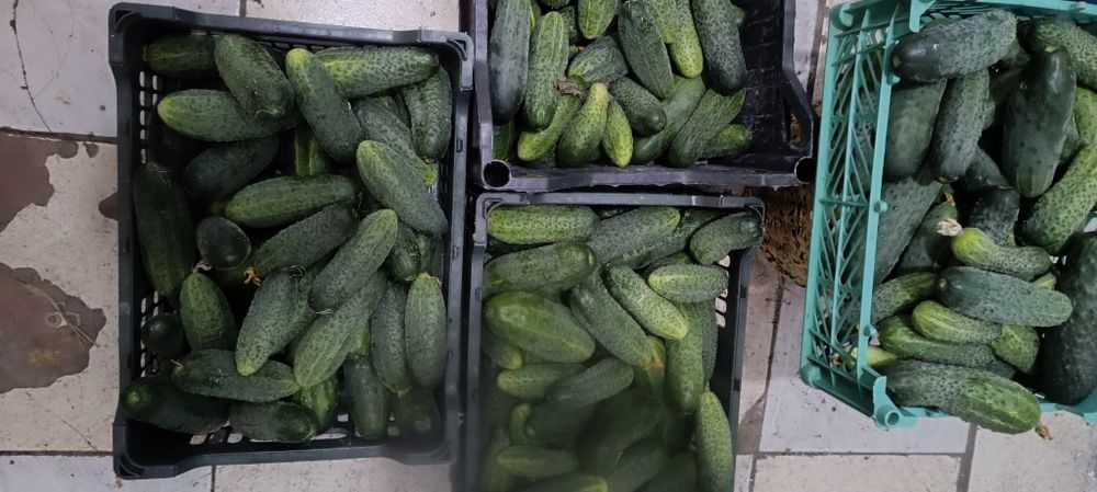 Огурцы домашние Кунгей 1.