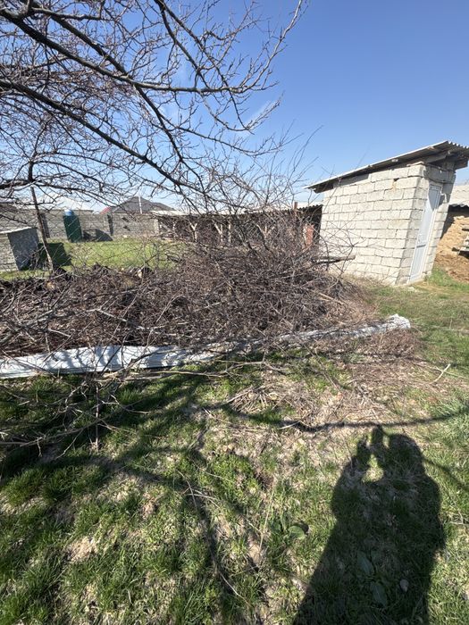 Тегін отынға ағаштар