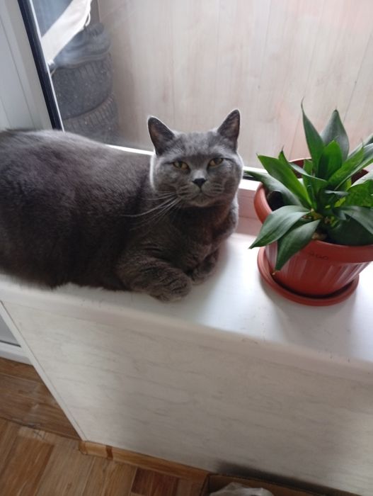 Отдам даром Кошку