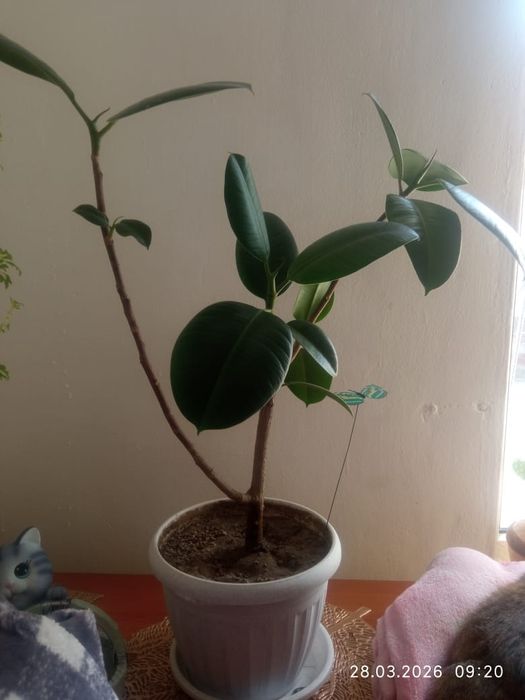 Продам шикарный Фикус