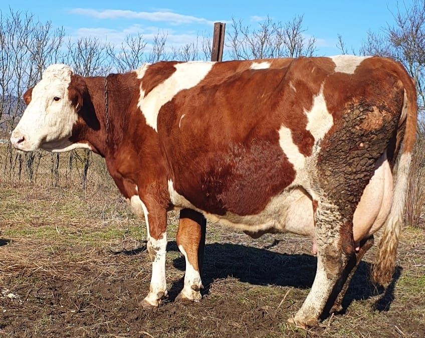 De vânzare 3 vaci în lactație foarte bune de lapte