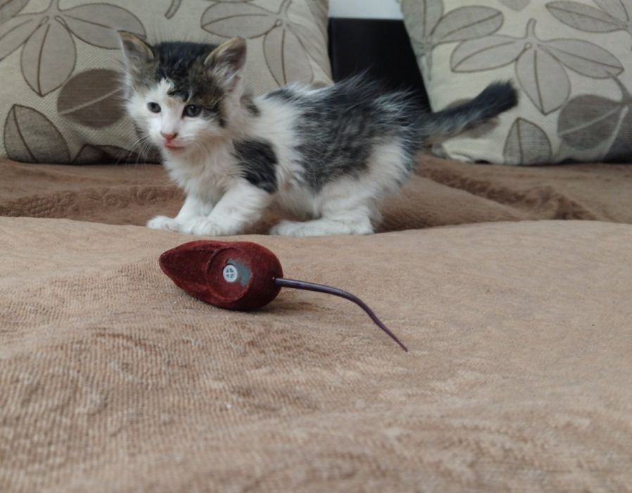 Подарявам женско котенце