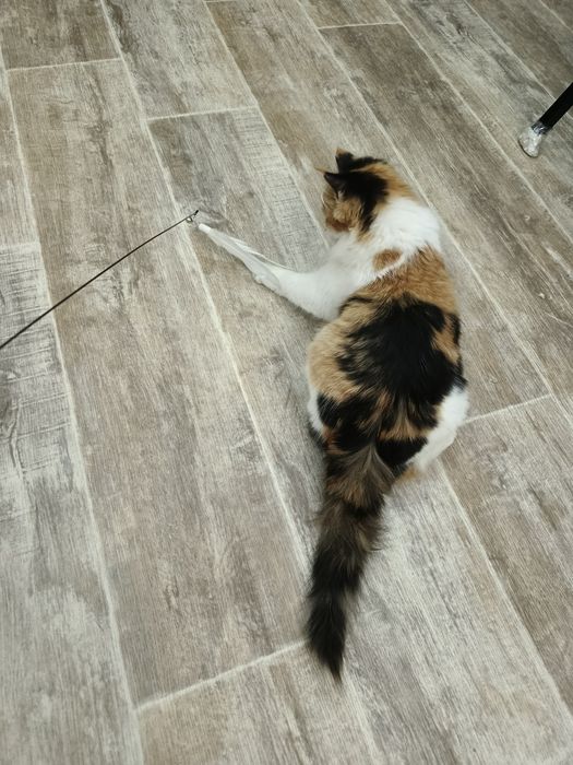 Пристраивается девочка в добрые ручки