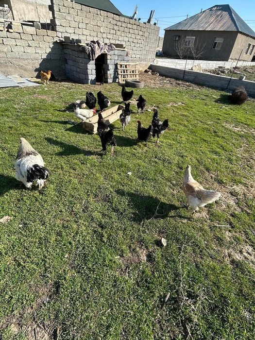 Тауықтар сатылады 7мыңнан