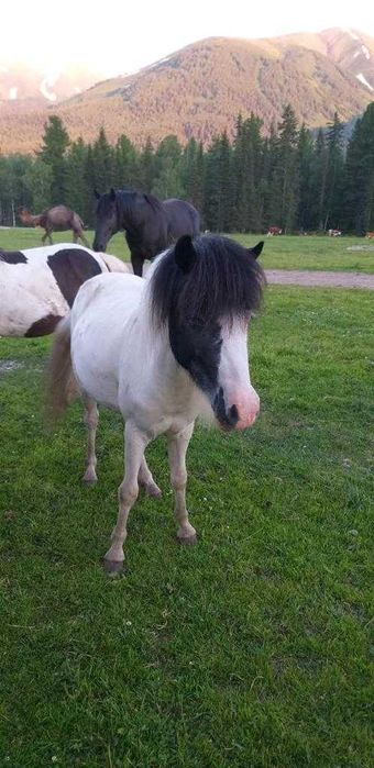 Продам породистых пони