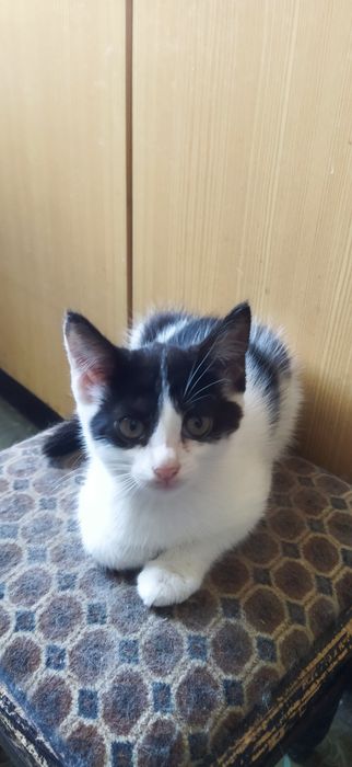Котята 2 месяца. Мальчики.