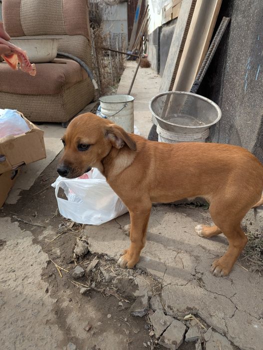 Щенки собаки ищут дом. Срочно