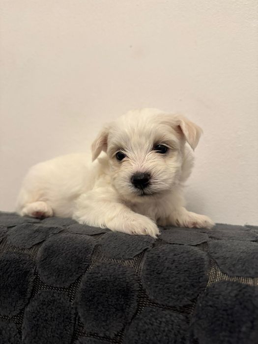 Pui bichon havanez x maltez