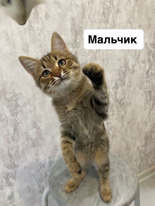 Отлам в хорошие руки