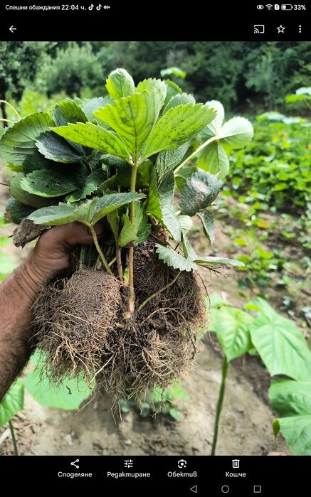 Разсад ягоди , малини и къпини