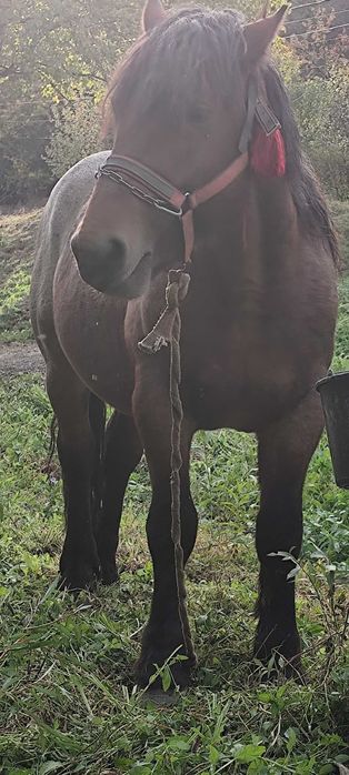 Urgent!! Vând armăsar