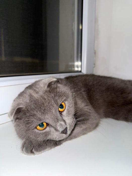 Отдам кошку хорошую руки