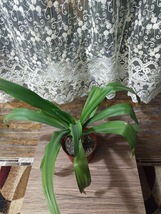 Срочно продаются Кринумы