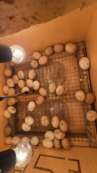 Цыплята балапандар