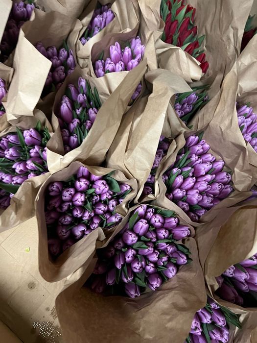 Продам голландские тюльпаны