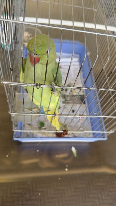 Totiqush sotiladi angelina ruchnoy