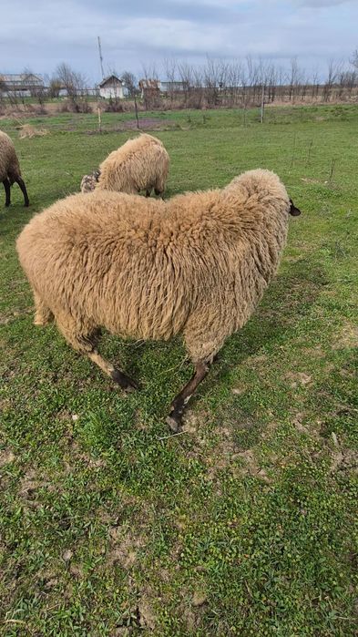 Vând berbec carabaș