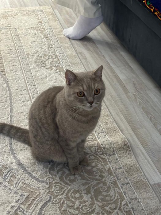 Скоттиш—страйт кот