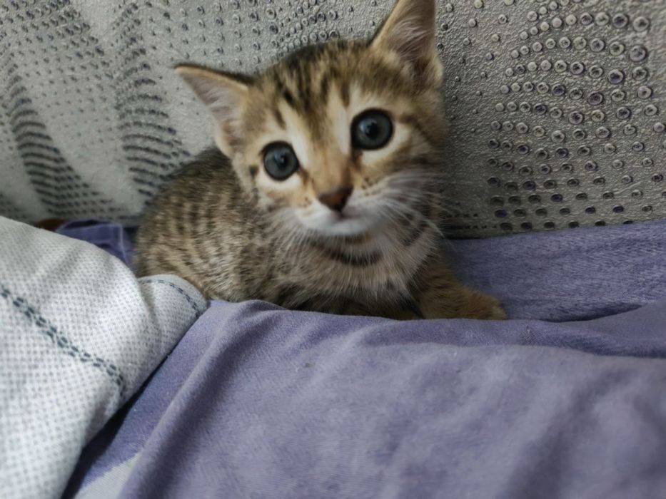 котенок в добрые руки
