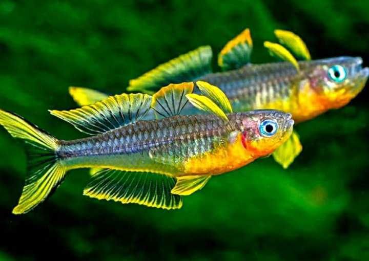 Попондетта фурката в Аква-Зоо Салоне “Посейдон”