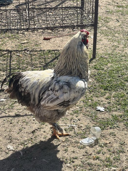 Vand cocosi brahma