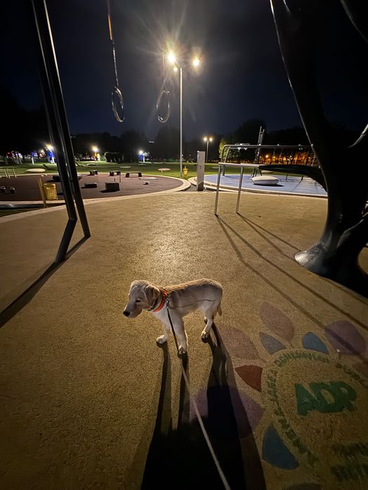 Cazare și Îngrijire Animale – Harmony Pets, zona Tineretului