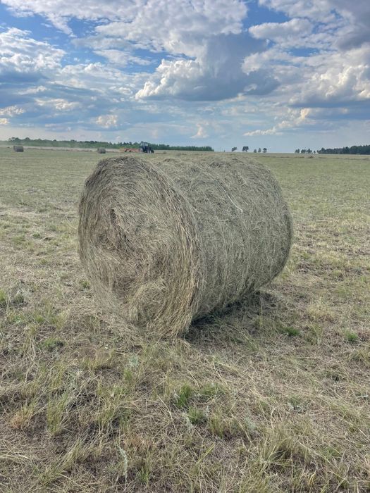 Сено разнотравье