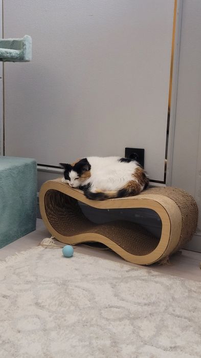 Отдаём в добрые руки