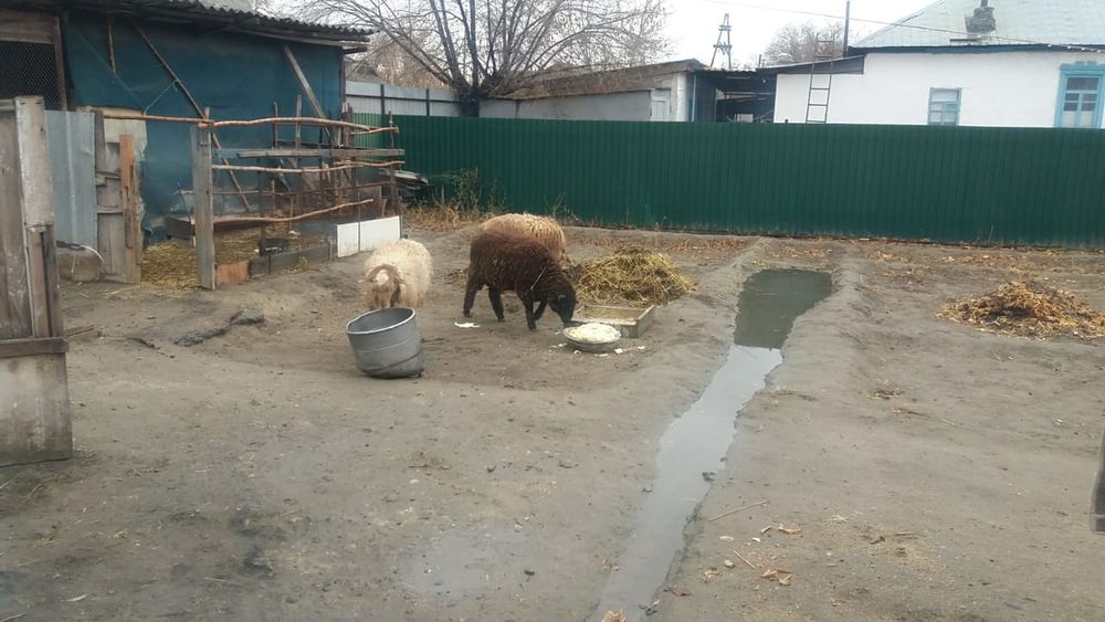 Продам баранов на откорме