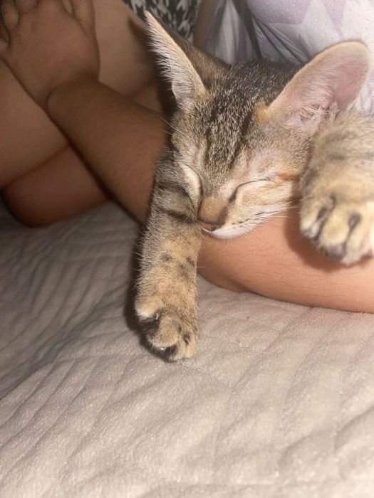 Котёнок , девочка, приучена к лотку