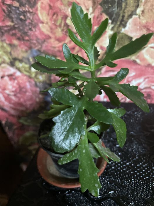 Фикусы, вьюны, молочаи, кактусы