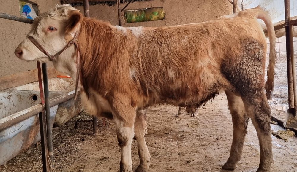 Buqa  semental buqacha