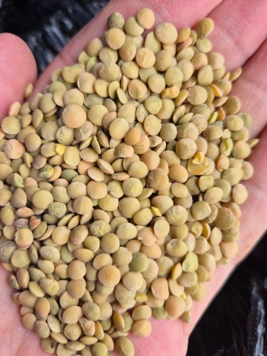 Пшеница.Платный чат!Все корма