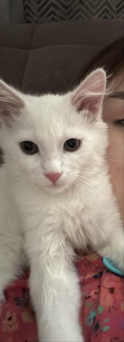 Продаётся котик Лаки