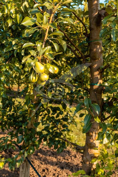 Продава се Земеделски имот в с. Братово, Област Бургас -  кв.м за 9211 €/дка - Снимка #5