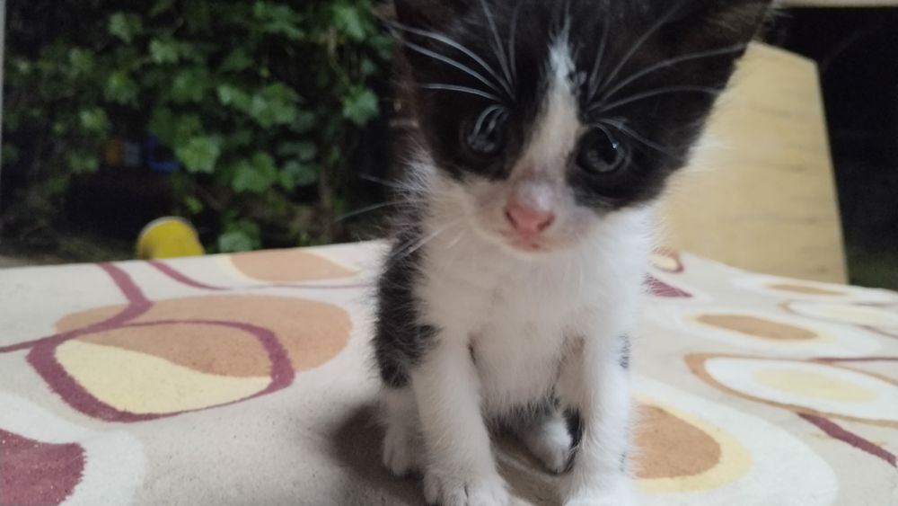 Котенок маленький