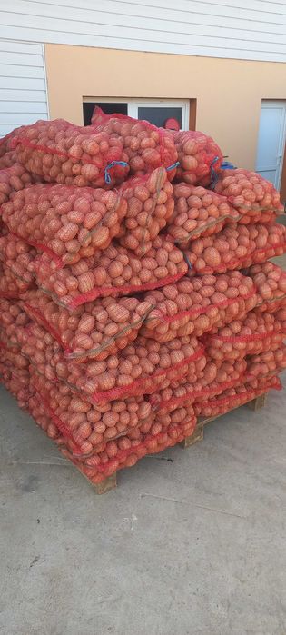 Cartof rosu consum