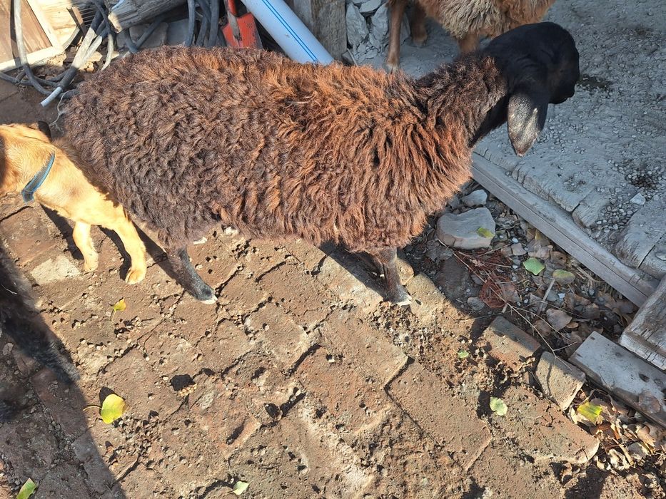 Продам барана срочно