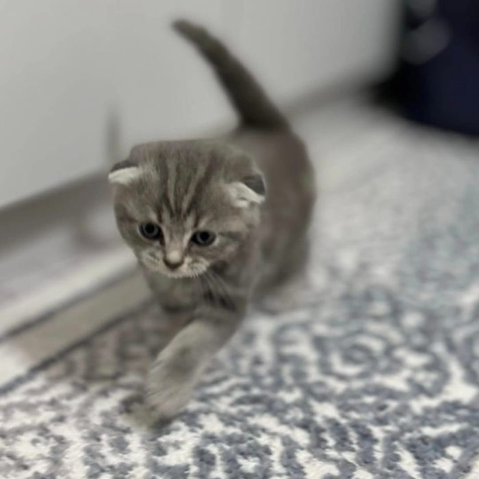 Шотландский
Скоттиш страйт