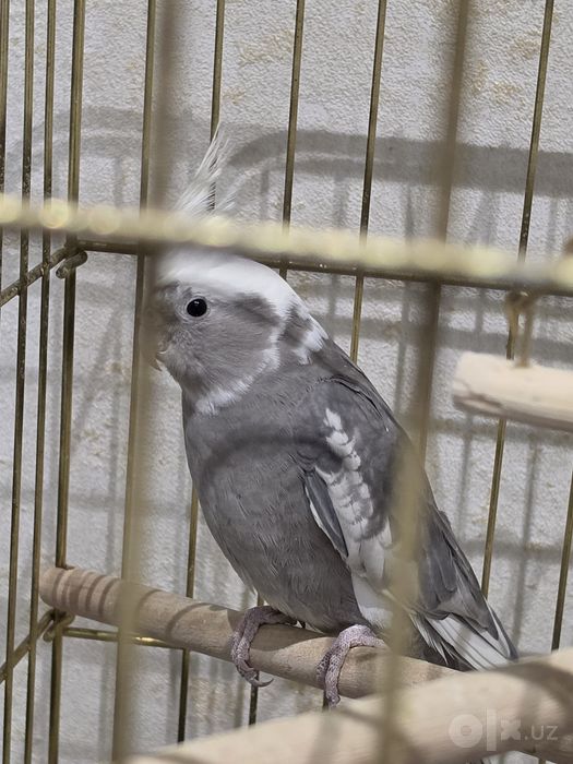 Корелла, волнистые попугаи